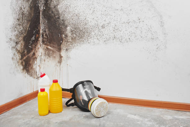 Best Black Mold Remediation in Yates Center, KS