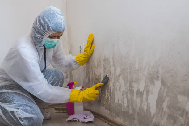 Best Attic Mold Remediation in Yates Center, KS