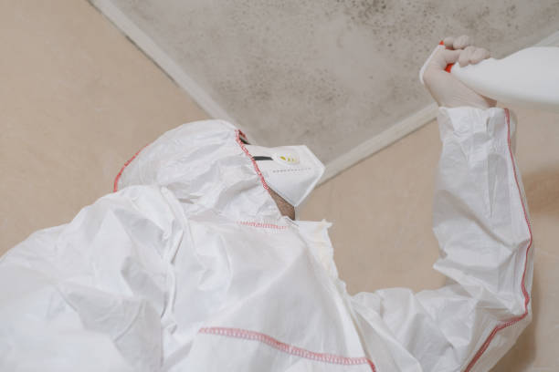 Best Basement Mold Remediation in Yates Center, KS
